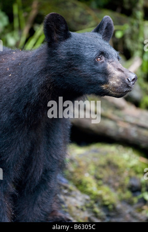 USA Alaska Kake Schwarzbär Ursus Americanus Schleifen am Rand des Regenwaldes entlang Gunnuck Creek Stockfoto