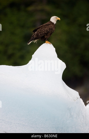 USA Alaska Tongass National Forest Weißkopfseeadler Haliaeetus Leucocephalus ruht auf Eisberg in Holkham Bay Stockfoto