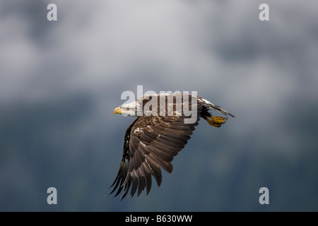 USA Alaska Tongass National Forest unreife Weißkopfseeadler Haliaeetus Leucocephalus mit Flügeln während der Einnahme von Flug Stockfoto