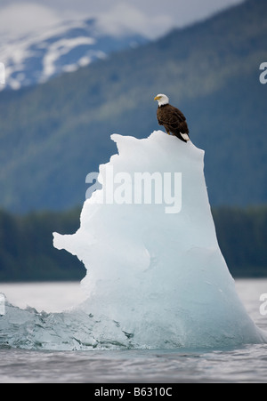 USA Alaska Tongass National Forest Weißkopfseeadler Haliaeetus Leucocephalus ruht auf Eisberg schwebend in Holkham Bay Stockfoto