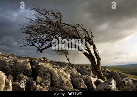 Windgepeitschten Bäume wachsen im Kalkstein Pflaster bei Twistleton Narben, in der Nähe von Ingleton, North Yorkshire Stockfoto