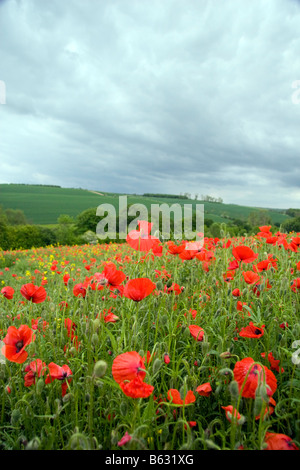 Wilder Sommer Mohnblumen Papaver Somniferum Feld mit launisch, bewölkt, Gewitter über Kopf Stockfoto