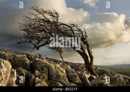 Windgepeitschten Bäume wachsen im Kalkstein Pflaster bei Twistleton Narben, in der Nähe von Ingleton, North Yorkshire Stockfoto