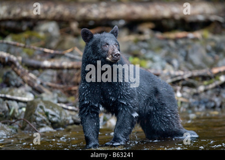 USA Alaska Kake Schwarzbär Ursus Americanus Angeln zum Laichen Chum Salmon in Gunnuk Creek Stockfoto