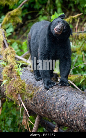 USA Alaska Kake Schwarzbär Ursus Americanus stehend auf Protokoll über Gunnuk Creek im Frühsommer regen ausgeglichen Stockfoto