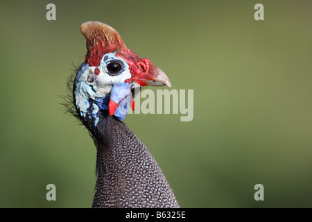 Behelmte guineafowl Numida meleagris Stockfoto