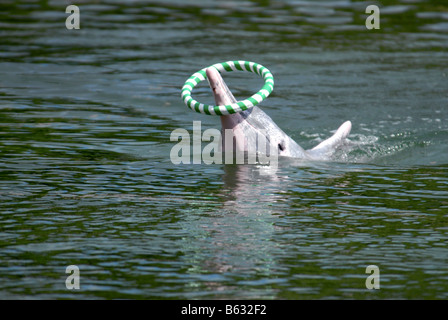 DELPHIN-LAGUNE IN SENTOSA SINGAPUR Stockfoto