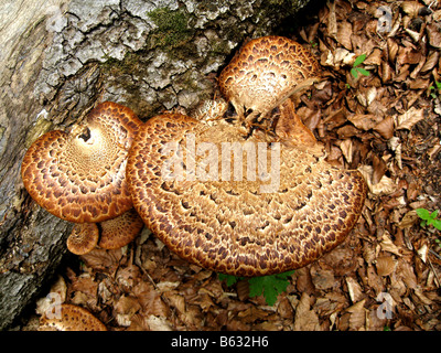 Polyporus Squamosus (Dryade Sattel Pilz) wächst auf einer Buche, Nationalpark Abruzzen, Italien Stockfoto