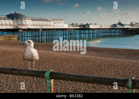 Möwe sitzt auf einem Geländer entlang der Esplanade an Brighton Sussex mit Brighton Pier im Hintergrund Stockfoto