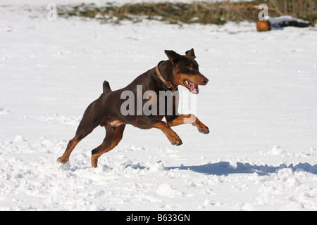 Brown, Chocolate Dobermann laufen und spielen im Schnee. Stockfoto