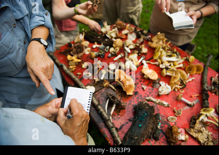 Eine Gruppe von Personen, die Hinweise auf die verschiedenen Arten von notieren Pilze Pilz Jagd in Upstate New York gefunden. Stockfoto