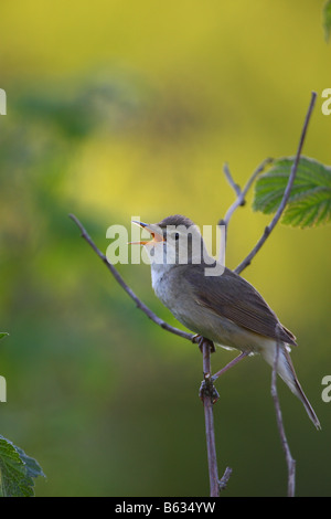 Blyth Reed Warbler (Acrocephalus Dumetorum) singen. Stockfoto