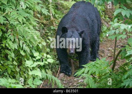 USA Alaska Kake Schwarzbär Ursus Americanus zu Fuß am Ufer entlang Gunnuck Creek während der Jagd zum laichen Lachse Stockfoto