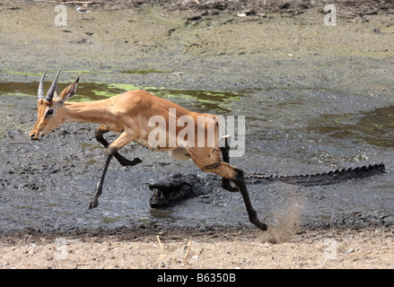 Impala, die Flucht aus einem Nil-Krokodil-Angriff Stockfoto