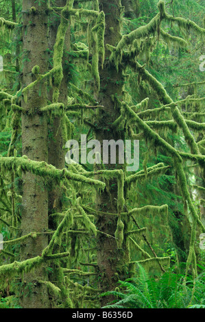 Alten Fichten Wald im Ecola State Park in der Nähe von Cannon Beach, Oregon USA Stockfoto