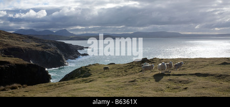 An der Küste Schafe weiden am Horn Head, County Donegal, Irland. Stockfoto