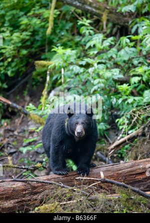 USA Alaska Kake Schwarzbär Ursus Americanus stehend auf Protokoll über Gunnuk Creek im Frühsommer regen ausgeglichen Stockfoto