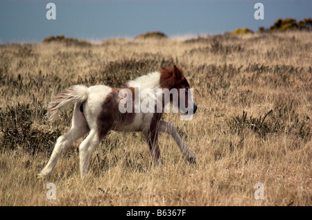 Ein Dartmoor Pony Fohlen laufen Stockfoto