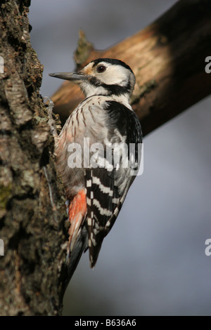 Erwachsenen Weißrückenspecht Specht (Dendrocopos Leucotos) auf einem Baum sitzen. Stockfoto