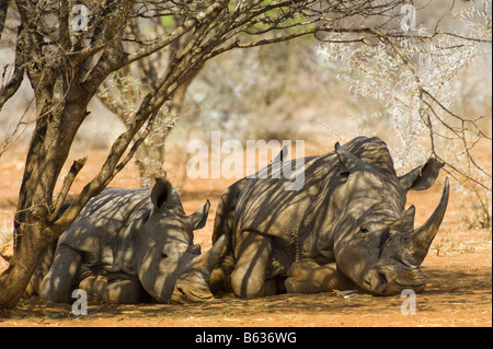 wilde Breitmaulnashorn Rhino CERATOTHERIUM Simum in Akazien Wald Südafrika Südafrika Ambiente Porträt Schlaf schlafen u Stockfoto