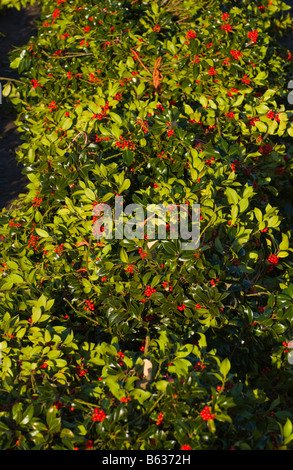 Großhandel Jahresauktion geschnittenen Holly für Weihnachtsschmuck an kleine Hereford, Shropshire, England, UK Stockfoto