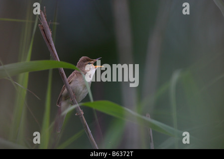 Marsh Warbler (Acrocephalus Palustris) thront auf Rohrblatt Stamm, singen. Stockfoto