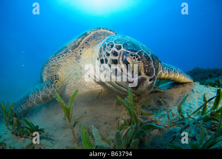 Grüne Meeresschildkröte, Chelonia Mydas, Fütterung auf das Seegras. Stockfoto