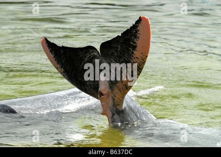 DELPHIN-LAGUNE IN SENTOSA SINGAPUR Stockfoto