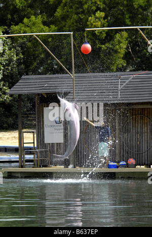 DELPHIN-LAGUNE IN SENTOSA SINGAPUR Stockfoto