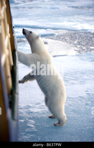 Neugierig Eisbär stützte sich auf Schiff im Packeis Stockfoto