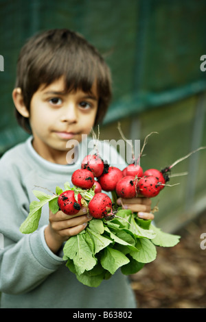 Sechs Jahre alte junge sammelt Radieschen aus biologischem Anbau in einem Quadratfuß-Garten Stockfoto