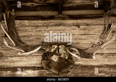 Nahaufnahme einer Jagd Trophäe Wandmontage, Old Trail Town, Cody, Wyoming, USA Stockfoto