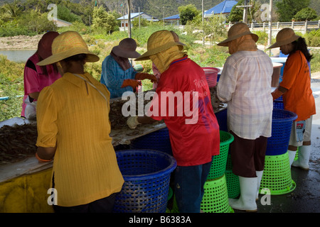 Landwirtschaftliche Arbeiterinnen, die Süßwassergarnelen sortieren. Black Tiger Garnelen eine mehrere Milliarden Dollar teure Exportindustrie in Thailand, Asien. Stockfoto