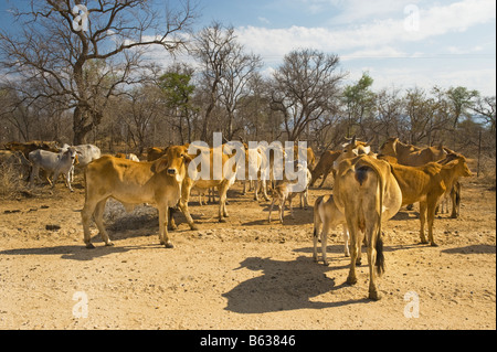 Vieh Brahman Kuh Bull Herde Herde Gruppe Viehzucht Landwirtschaft in Süd-Afrika Südafrika Brahma Afrika Herde Herde Gruppe Pa Stockfoto