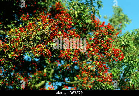 Leuchtende rote Beeren der Eberesche (Sorbus Aucuparia), Wales. Stockfoto