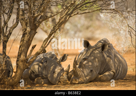 wilde Breitmaulnashorn Rhino CERATOTHERIUM Simum in Akazien Wald Südafrika Südafrika Ambiente Porträt Schlaf schlafen u Stockfoto