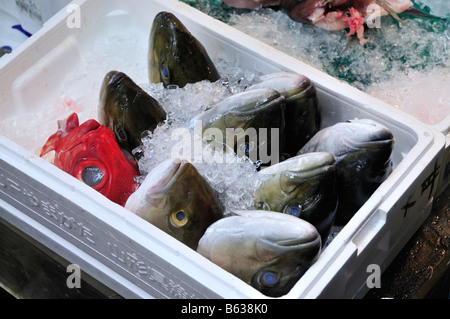 Fisch-Köpfe in Schachtel Eis am Tsukiji-Fischmarkt, Tokyo, Japan Stockfoto