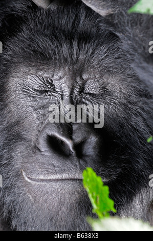 Mountain Gorilla Gorilla Beringei schlafen schlafen schlafen, ausruhen, ruhen im Parc Nationale des Vulkane währenddessen Stockfoto