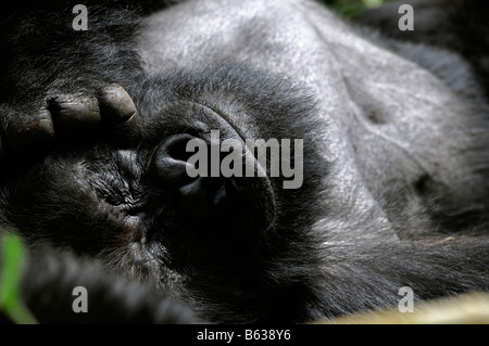 Mountain Gorilla Gorilla Beringei schlafen schlafen schlafen, ausruhen, ruhen im Parc Nationale des Vulkane währenddessen Stockfoto