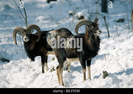 Mufflon de Corse Mufflon Ovis Ammon Musimon allein biogeographischen Bereich biogeographischen Gebieten Bovidae Caprine wild Risikomaterialien wild Catt Stockfoto