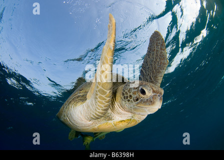 Grüne Meeresschildkröte, Chelonia Mydas, Schwimmen im seichten Wasser nach atmen an der Oberfläche. Stockfoto