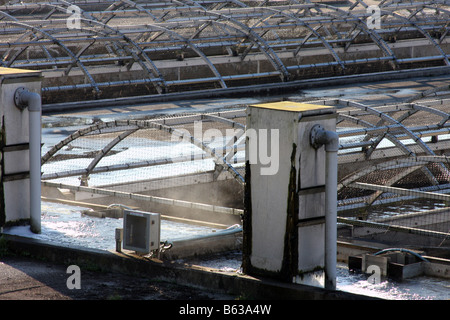 Der Hirte der Hügel Fish Hatchery, die Forellen in diesen Becken für die Sportfischerei in den umliegenden Seen von Missouri auslöst Stockfoto