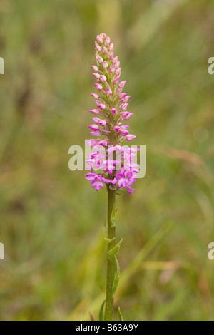 Gemeinsamen duftende Orchidee Gymnadenia Conopsea Nahaufnahme von einer einzigen Blütenstand Stockfoto