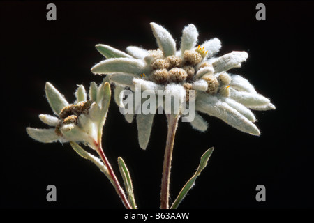 Edelweiß (Leontopodium Alpinum), Blumen gesehen vor einem dunklen Hintergrund Stockfoto