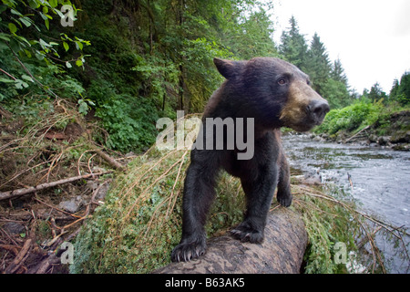 USA Alaska Kake Remote Kameraansicht der Schwarzbär Ursus Americanus an gefallenen Baumstamm beim Angeln zum laichen Lachse wandern Stockfoto