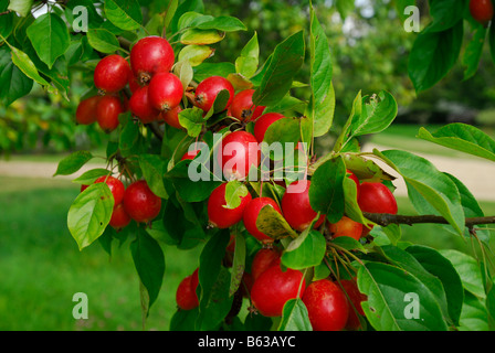 Holzapfel Stockfoto