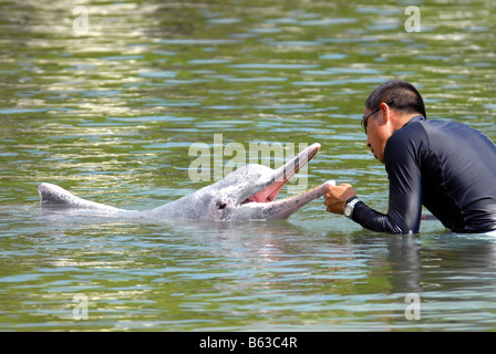 DELPHIN-LAGUNE IN SENTOSA SINGAPUR Stockfoto