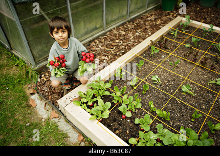 Sechs Jahre alte junge sammelt Radieschen aus biologischem Anbau in einem Quadratfuß-Garten Stockfoto