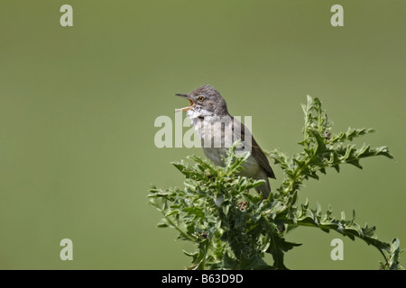 Dorngrasmücke Sylvia Communis Whitethroat Stockfoto