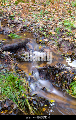 Ein Stream in einem Wald in Surrey an Herbstzeit Stockfoto